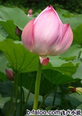 台湾宾果:产品1